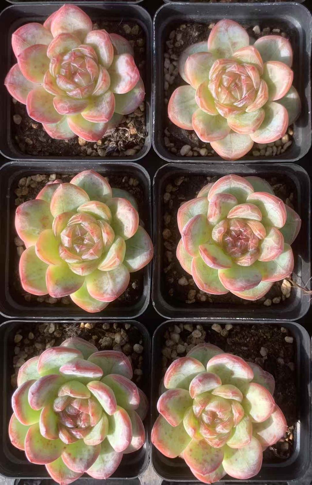 50株×スタージェニー 多肉植物 エケベリア セダム アエオニウム グラプトペタルム 韓国苗 寄せ植え LX 154