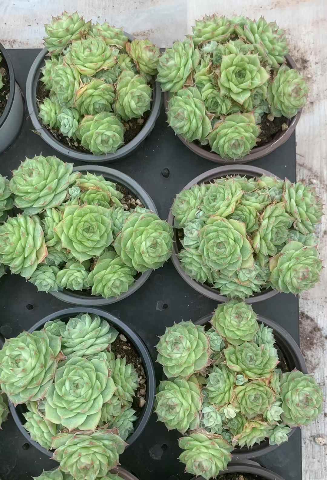 18株×パンドラ 多肉植物 エケベリア セダム アエオニウム グラプトペタルム 韓国苗 寄せ植え LX 155