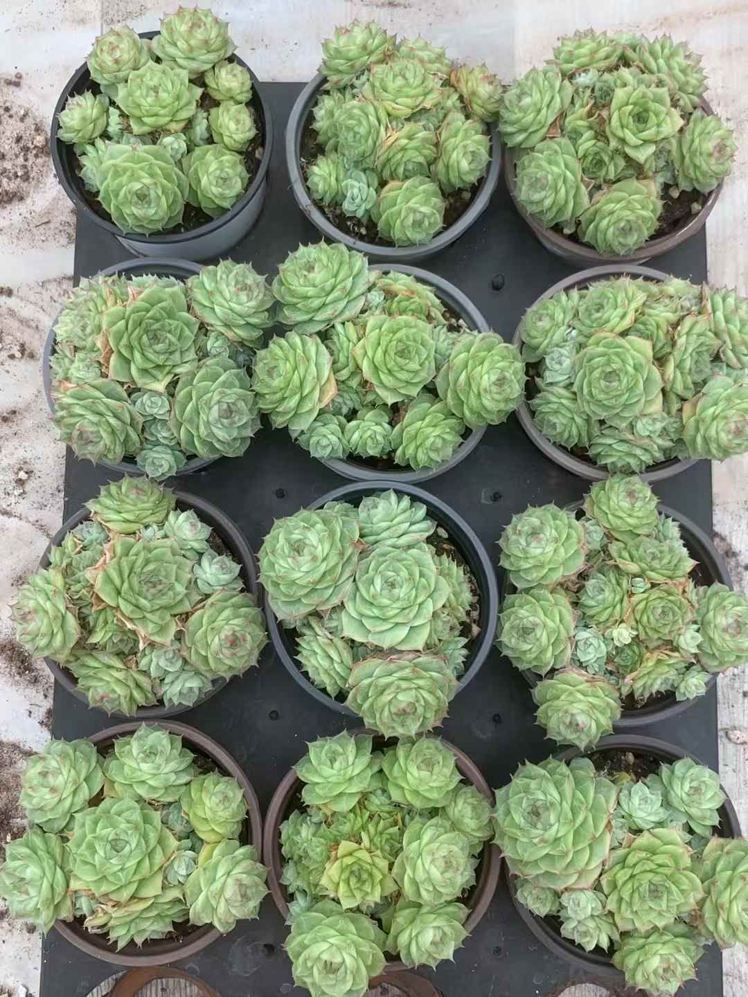 18株 パンドラ 多肉植物 エケベリア セダム アエオニウム グラプトペタルム 韓国苗 寄せ植え LX 155