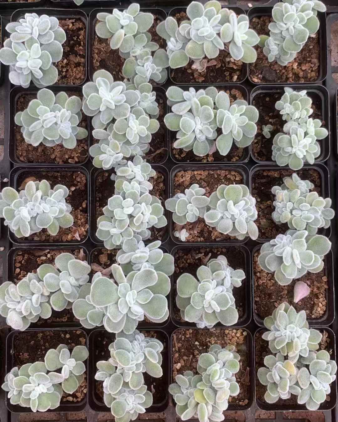 50株×ワタアケボシツズキ 多肉植物 エケベリア セダム アエオニウム グラプトペタルム 韓国苗 寄せ植え LX 156