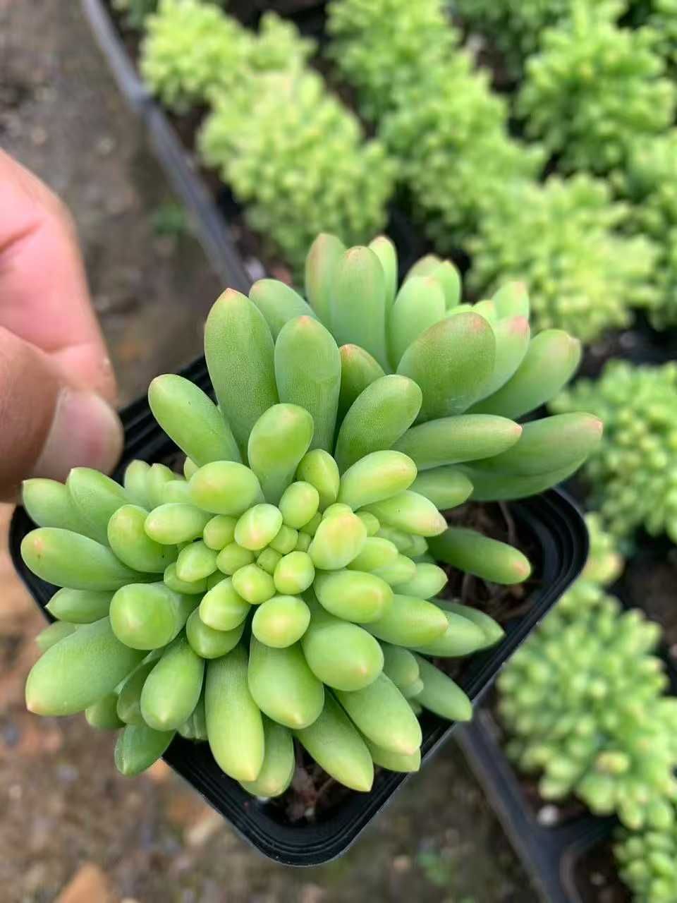 50株 レモンユビツズキ 多肉植物 エケベリア セダム アエオニウム グラプトペタルム 韓国苗 寄せ植え SF 77