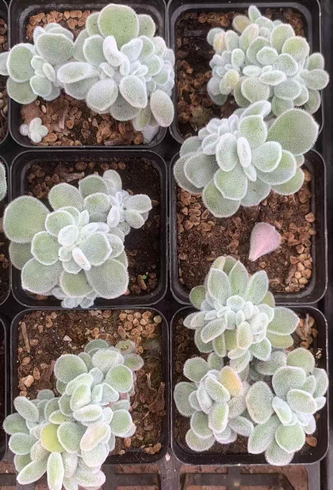 50株×ワタアケボシツズキ 多肉植物 エケベリア セダム アエオニウム グラプトペタルム 韓国苗 寄せ植え LX 156