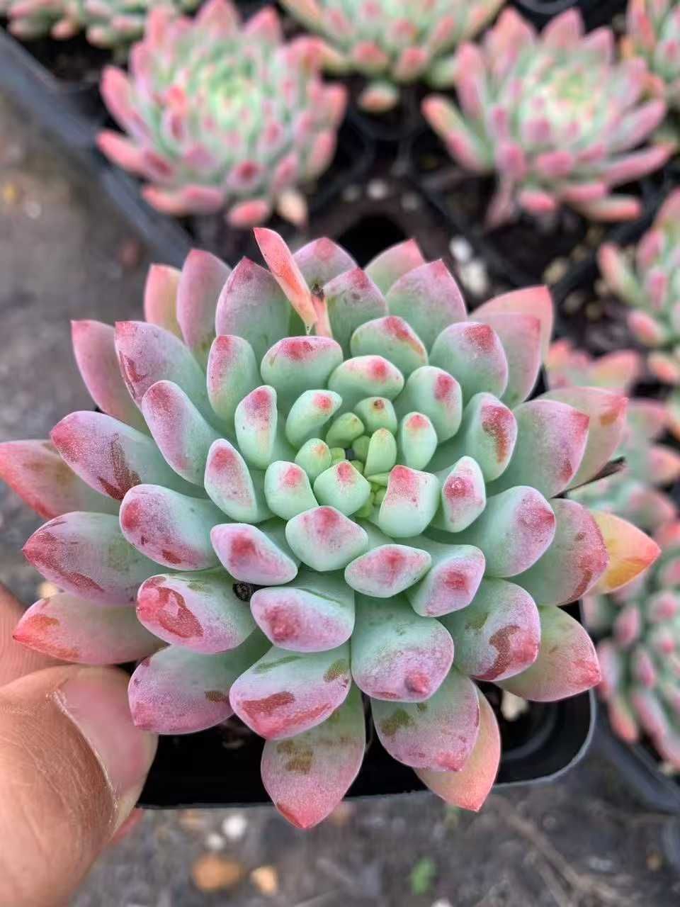 50株×コウリンゴ 多肉植物 エケベリア セダム アエオニウム グラプトペタルム 韓国苗 寄せ植え SF 79