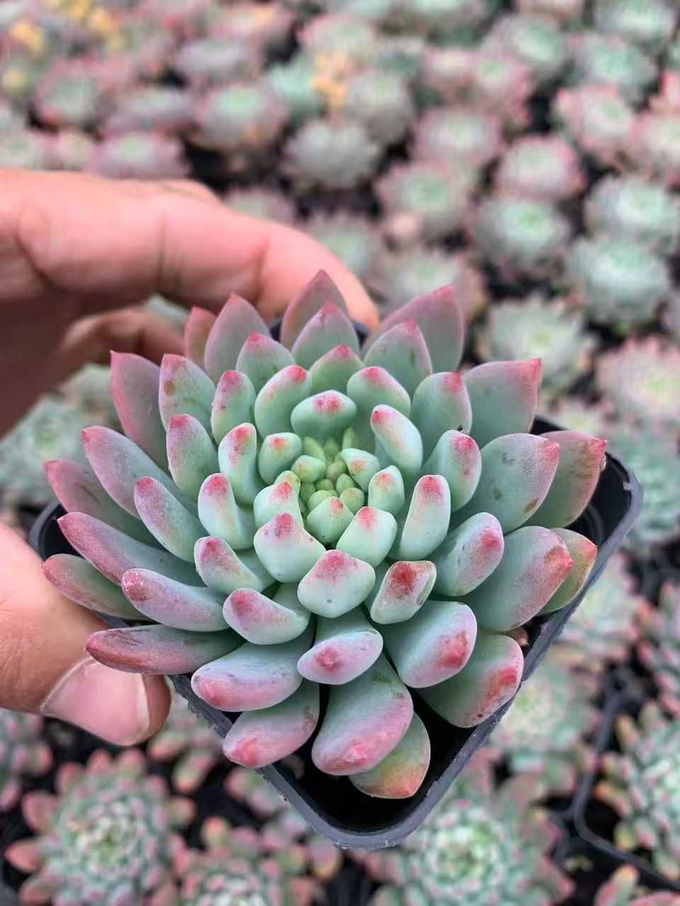 50株×コウリンゴ 多肉植物 エケベリア セダム アエオニウム グラプトペタルム 韓国苗 寄せ植え SF 79