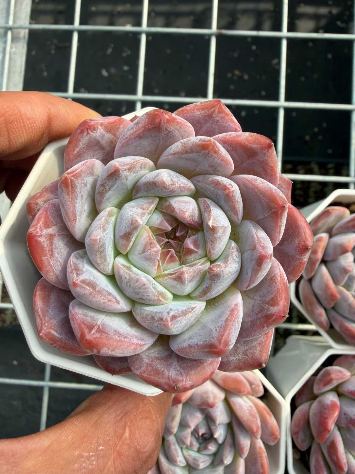 50株×ヒョウハク 多肉植物 エケベリア セダム アエオニウム グラプトペタルム 韓国苗 寄せ植え MT 722