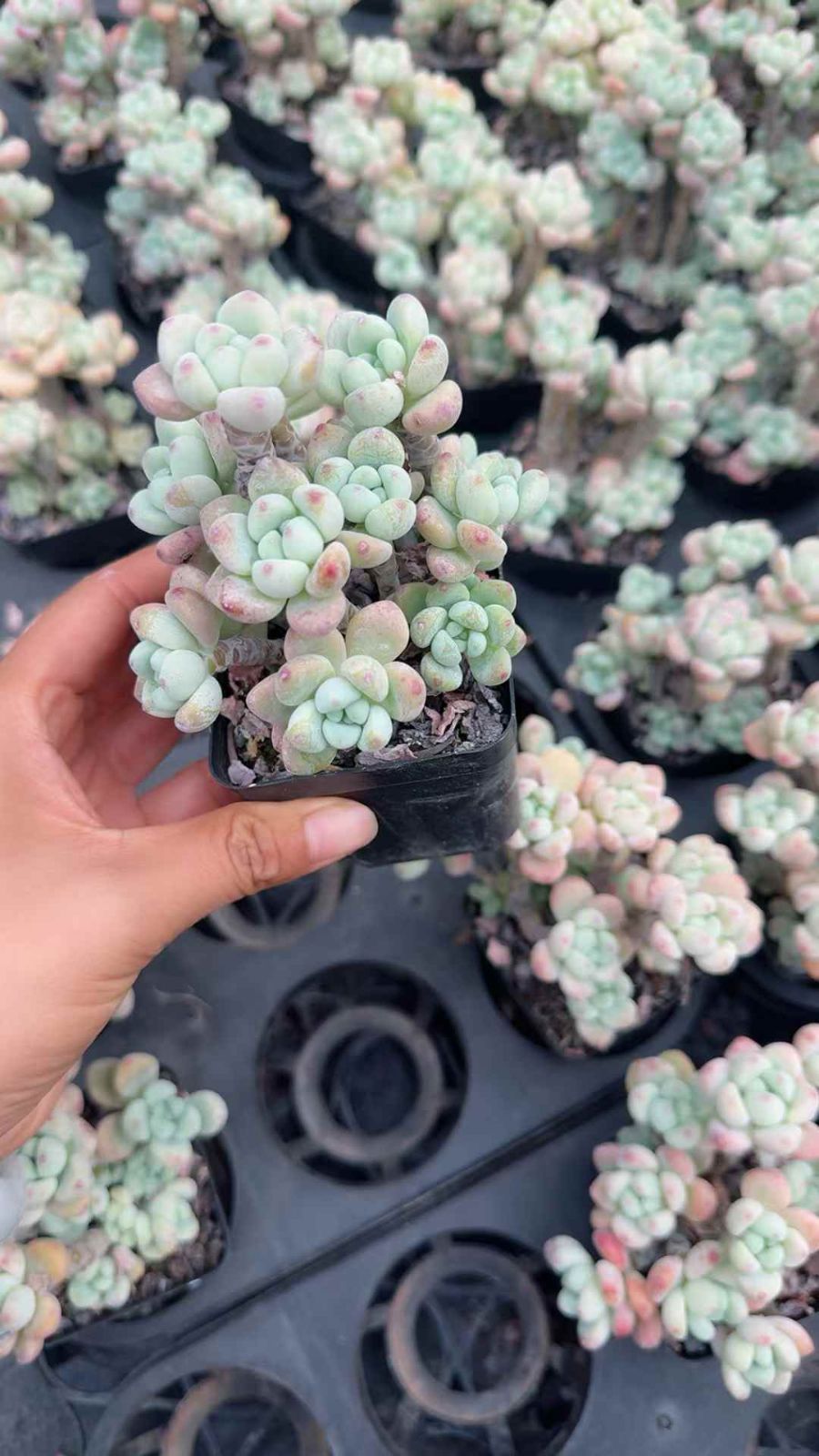 50株 ラウル 多肉植物 エケベリア セダム アエオニウム グラプトペタルム 韓国苗 寄せ植え XQ 205