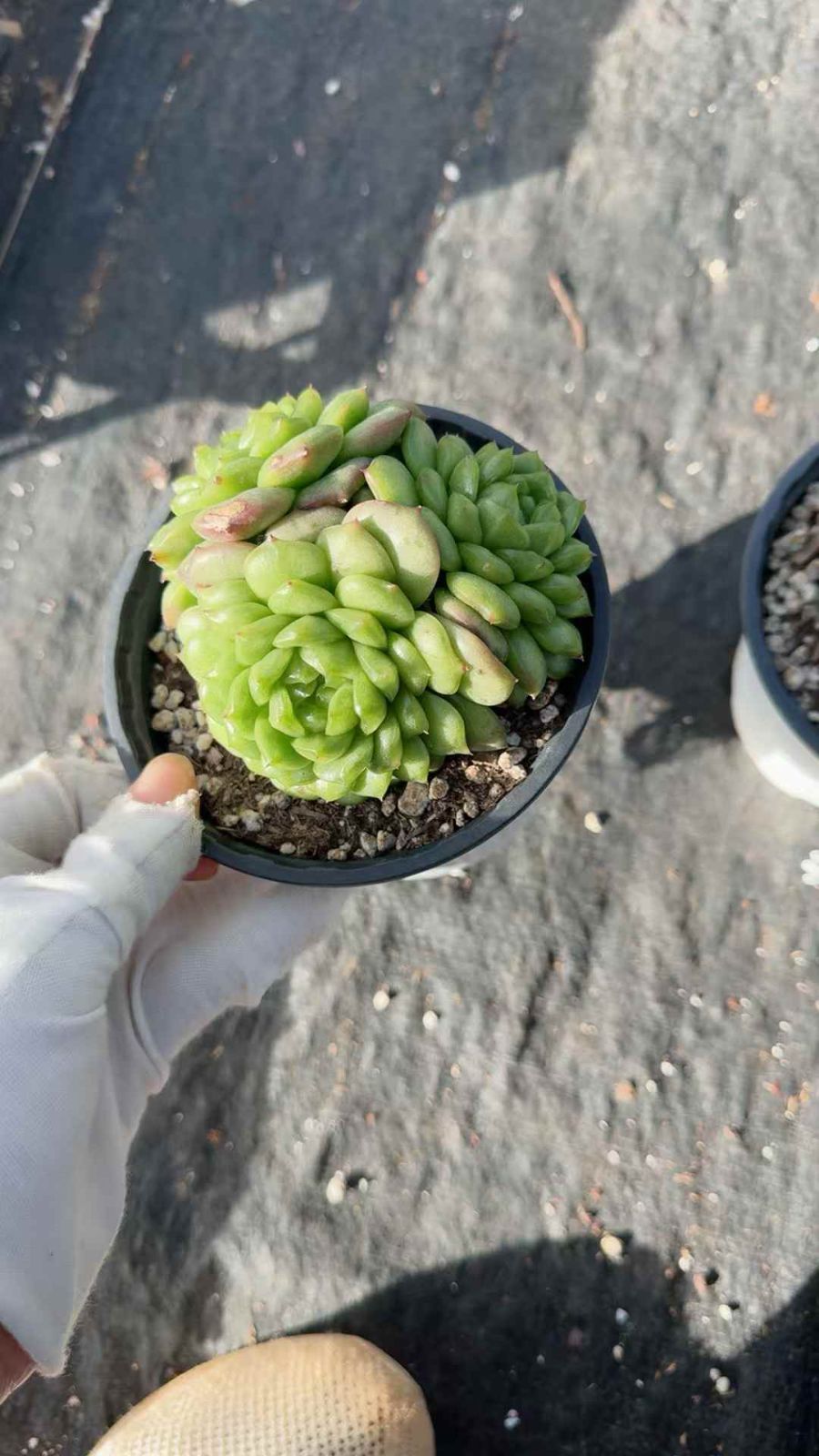 12株 デンキュウ 多肉植物 エケベリア セダム アエオニウム グラプトペタルム 韓国苗 寄せ植え XQ 214