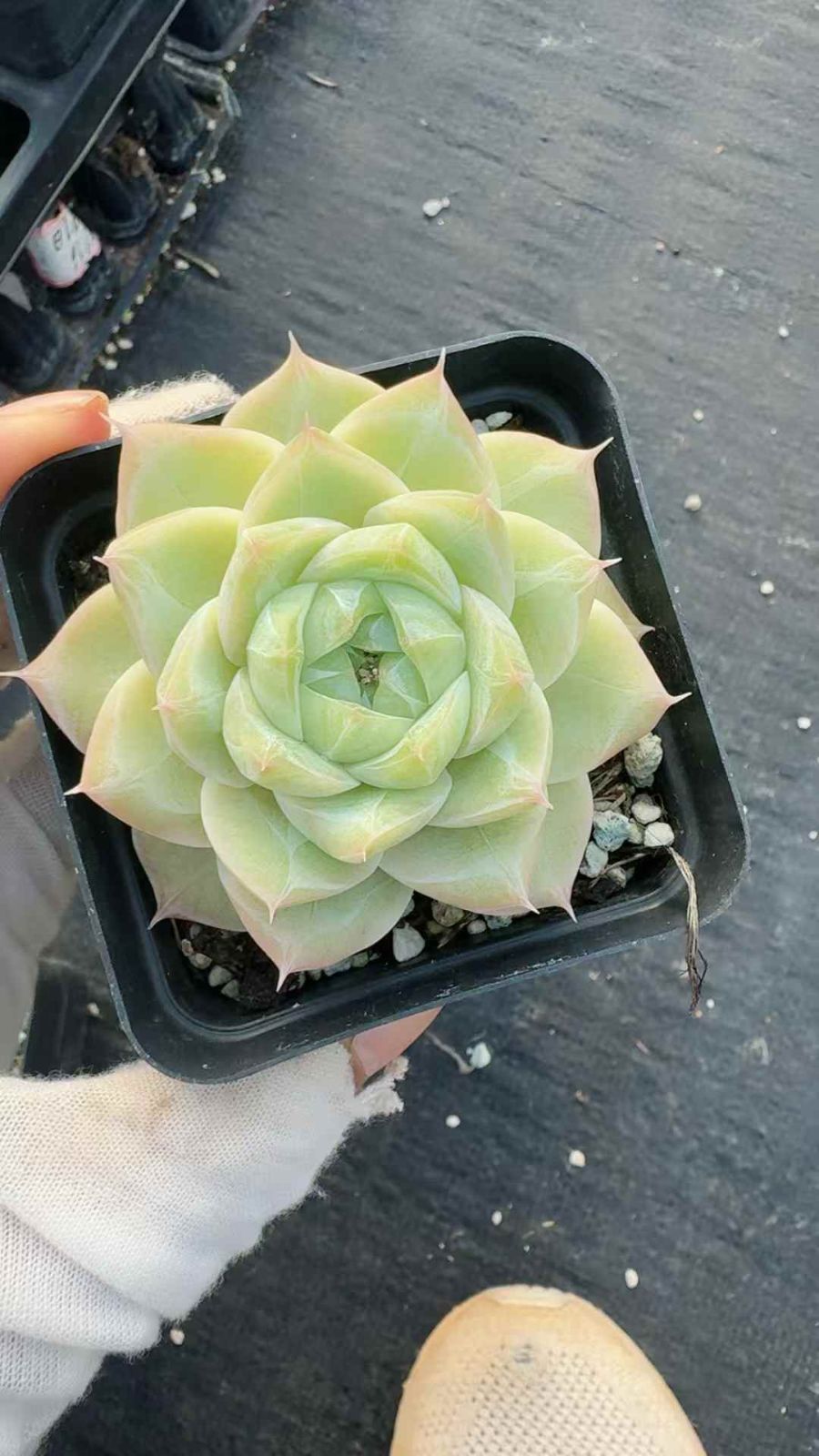 24株×シロトウコオリ 多肉植物 エケベリア セダム アエオニウム グラプトペタルム 韓国苗 寄せ植え XQ 217