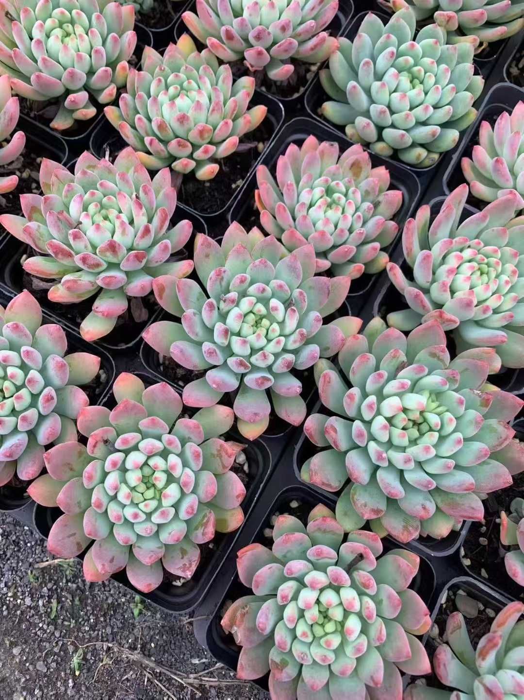 50株×コウリンゴ 多肉植物 エケベリア セダム アエオニウム グラプトペタルム 韓国苗 寄せ植え SF 79