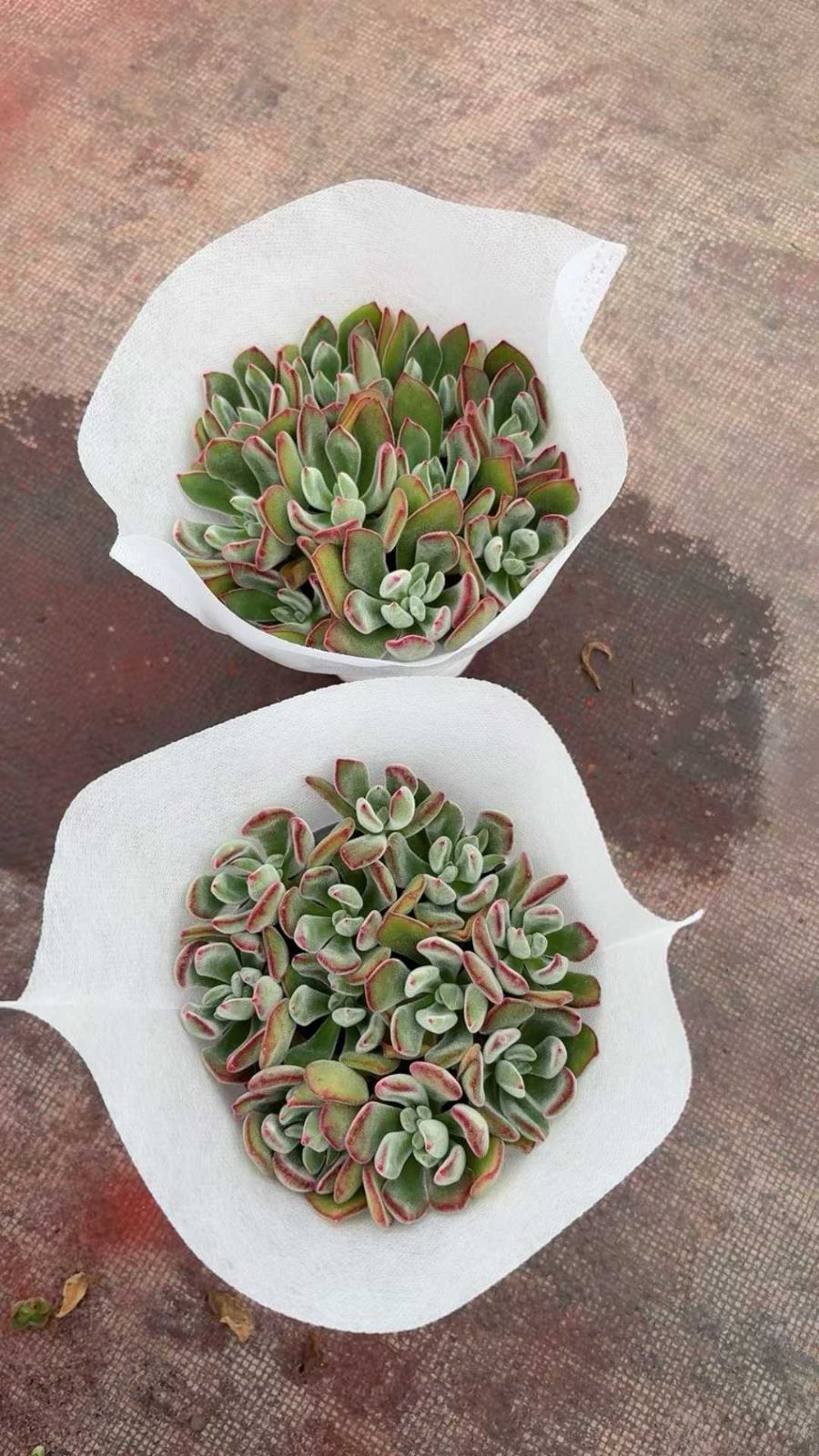 数量限定】 Basic 4点セット＋インプレッション アイコントアー