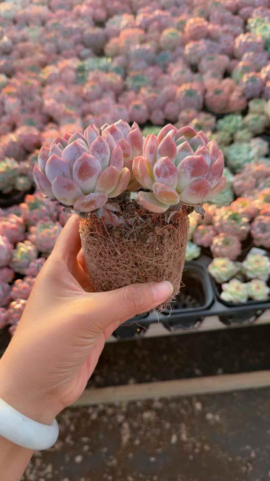 18株×ウンモンエンジ 多肉植物 エケベリア セダム アエオニウム グラプトペタルム 韓国苗 寄せ植え XQ 228