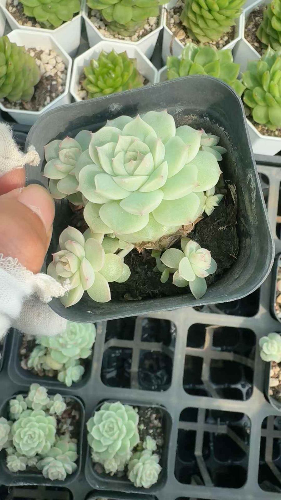 24株×ジョウオウキョウト 多肉植物 エケベリア セダム アエオニウム グラプトペタルム 韓国苗 寄せ植え XQ 235