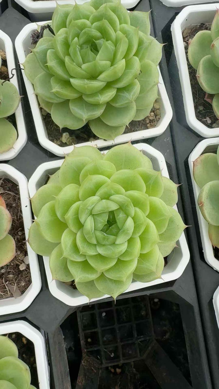 18株 レイロン 多肉植物 エケベリア セダム アエオニウム グラプトペタルム 韓国苗 寄せ植え XQ 242