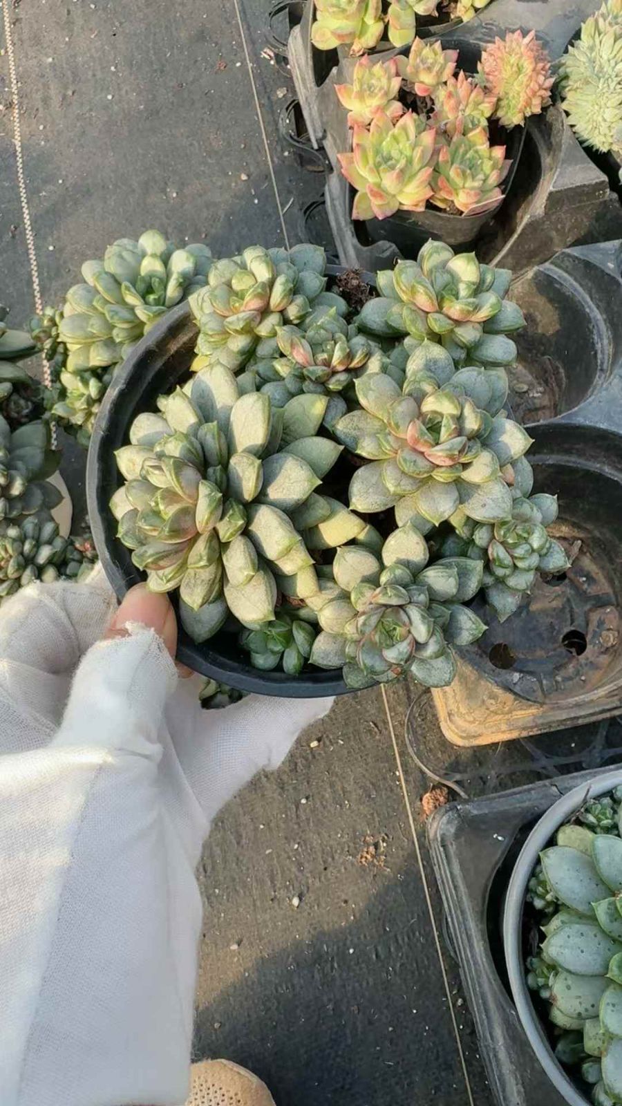 12株×ブドウ 多肉植物 エケベリア セダム アエオニウム グラプトペタルム 韓国苗 寄せ植え XQ 216