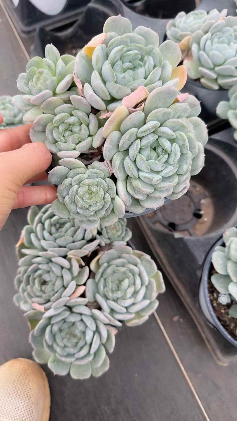 12株 ハクレン 多肉植物 エケベリア セダム アエオニウム グラプトペタルム 韓国苗 寄せ植え XQ 267