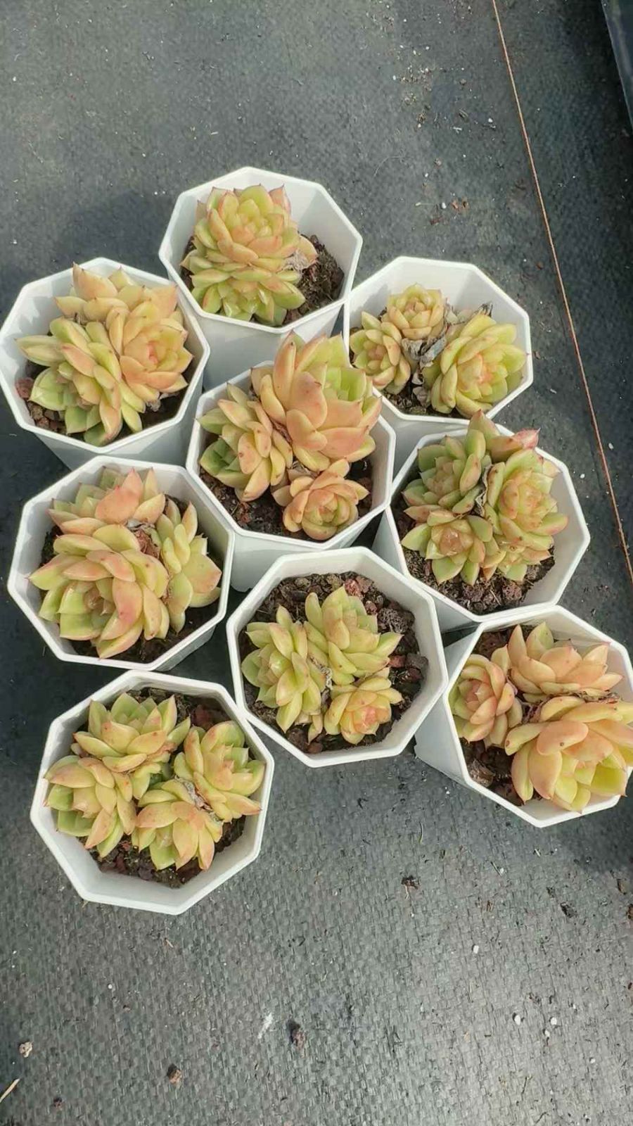 24株 ギョクシジェニー 多肉植物 エケベリア セダム アエオニウム グラプトペタルム 韓国苗 寄せ植え XQ 231