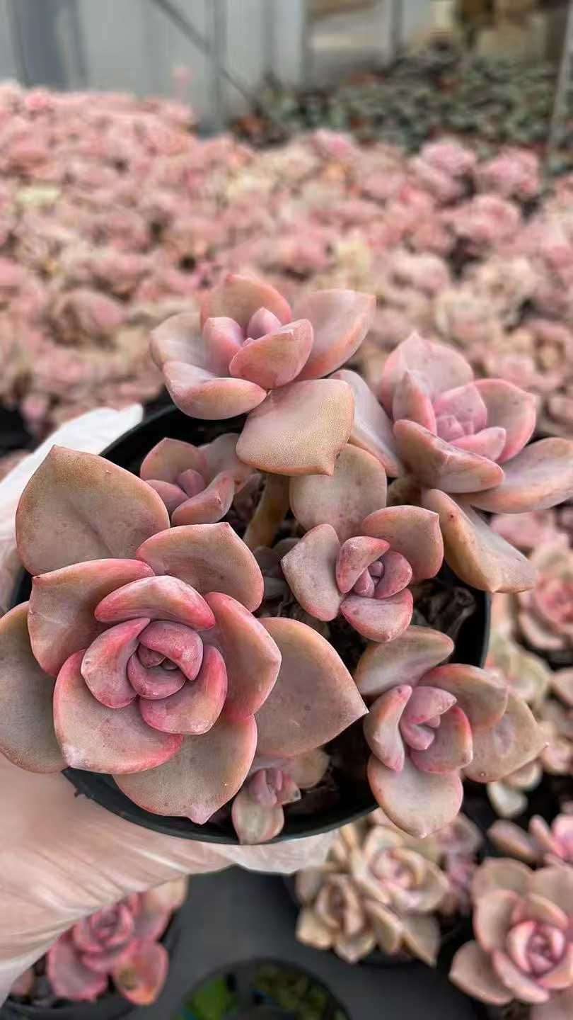 小売 12株×カメラニシキ 多肉植物 エケベリア セダム アエオニウム