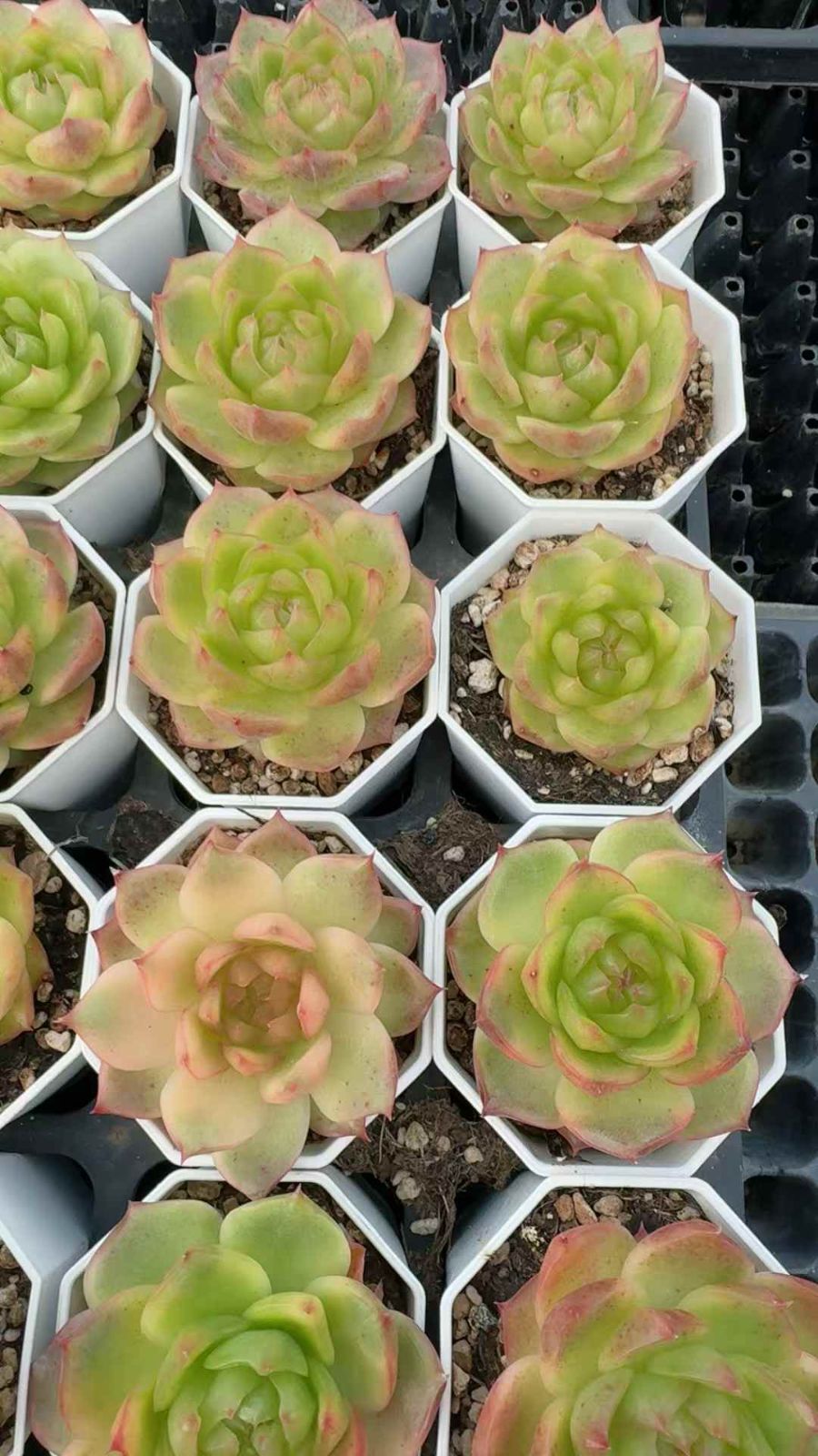 多肉植物 エケベリア