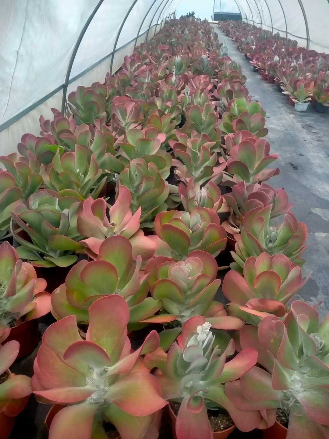 6株×トウイン 多肉植物 エケベリア セダム アエオニウム