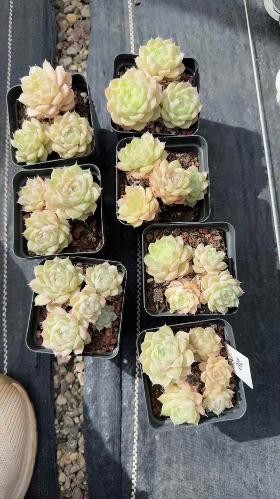 50株×オーシャンスター 多肉植物 エケベリア セダム アエオニウム グラプトペタルム 韓国苗 寄せ植え XQ 281