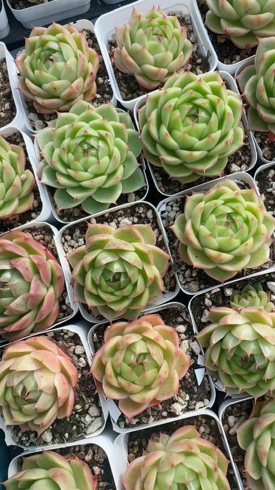 50株 マイカンオウタイ 多肉植物 エケベリア セダム アエオニウム グラプトペタルム 韓国苗 寄せ植え XQ 230