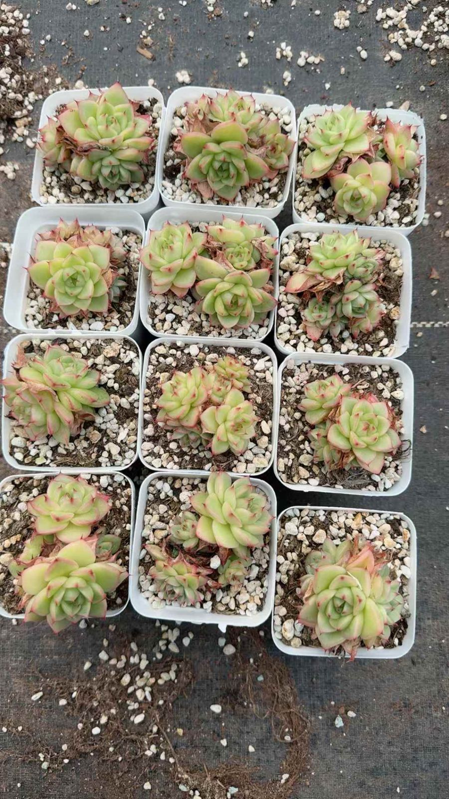 50株 マツダネ 多肉植物 エケベリア セダム アエオニウム グラプトペタルム 韓国苗 寄せ植え XQ 227