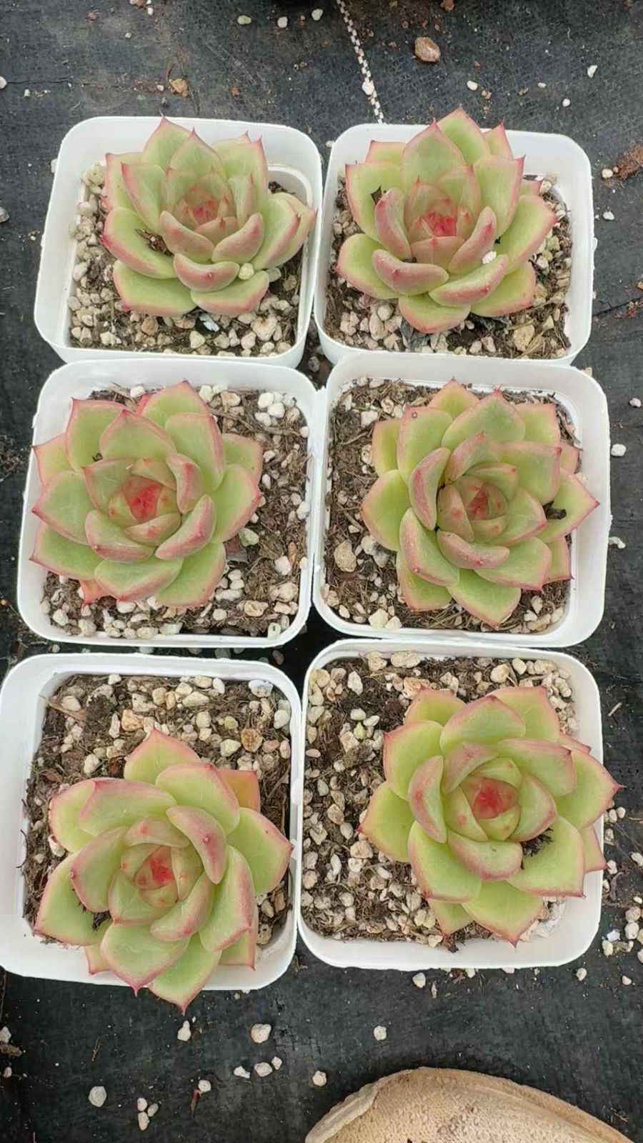 50株×トウカゲン 多肉植物 エケベリア セダム アエオニウム グラプトペタルム 韓国苗 寄せ植え XQ 248