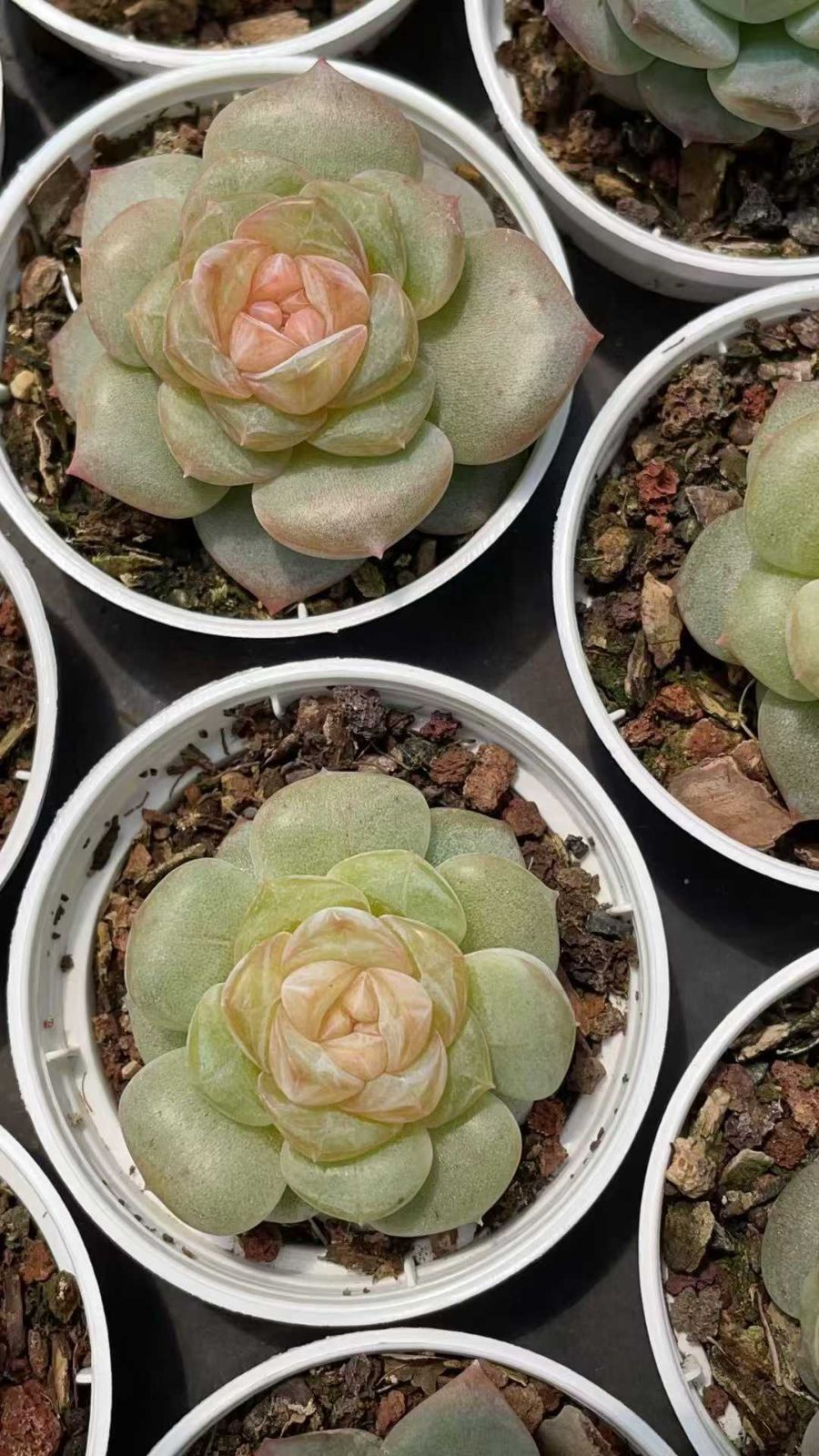 既にご購入済商品となります。 50株×ゲンポウオレンジ 多肉植物 エケベリア セダム アエオニウム