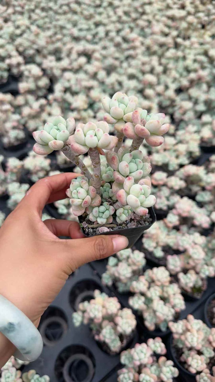 50株×ラウル 多肉植物 エケベリア セダム アエオニウム グラプトペタルム 韓国苗 寄せ植え XQ 205