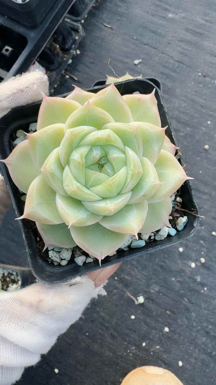 24株×シロトウコオリ 多肉植物 エケベリア セダム アエオニウム グラプトペタルム 韓国苗 寄せ植え XQ 217