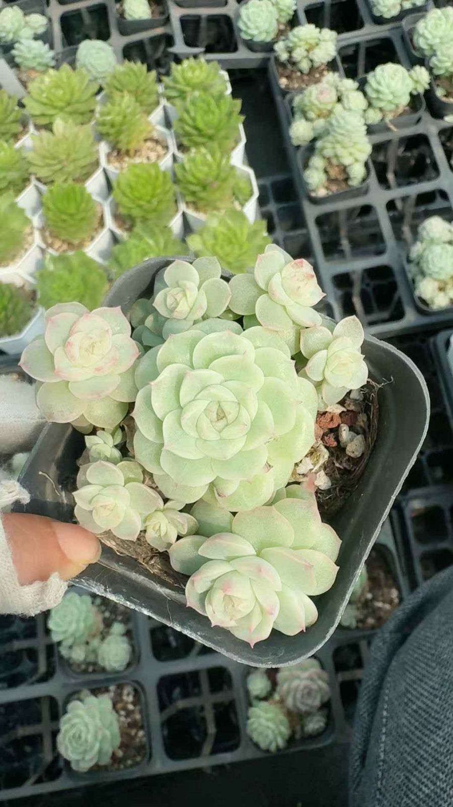 24株×ジョウオウキョウト 多肉植物 エケベリア セダム アエオニウム