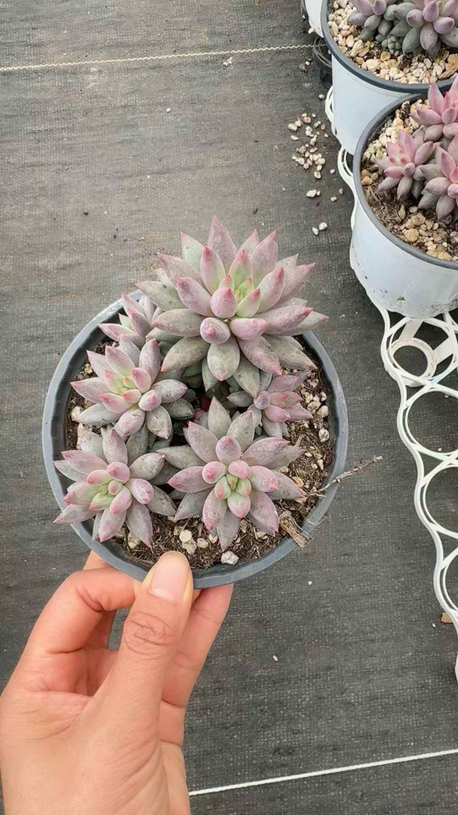 12株×キンギョヒメ 多肉植物 エケベリア セダム アエオニウム グラプトペタルム 韓国苗 寄せ植え XQ 209