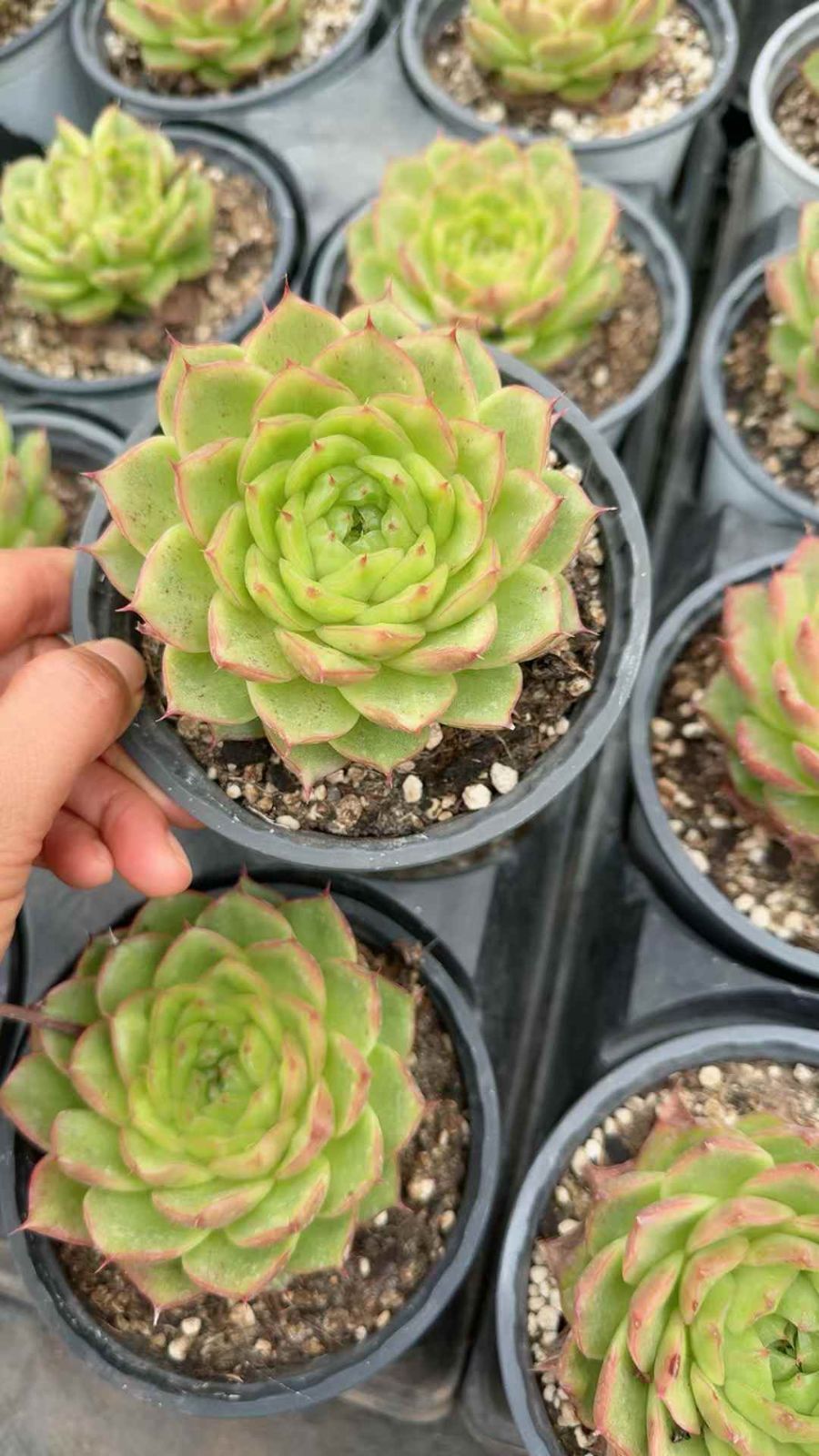 12株×ゲンザン 多肉植物 エケベリア セダム アエオニウム グラプトペタルム 韓国苗 寄せ植え XQ 207