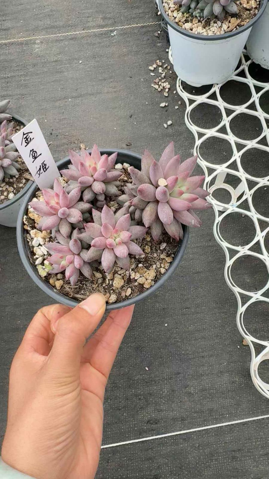 12株×キンギョヒメ 多肉植物 エケベリア セダム アエオニウム グラプトペタルム 韓国苗 寄せ植え XQ 209