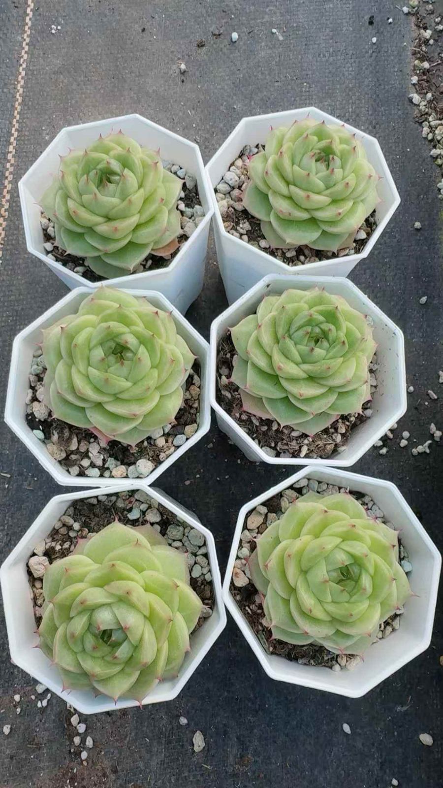 50株×ヨウガマイカン 多肉植物 エケベリア セダム アエオニウム グラプトペタルム 韓国苗 寄せ植え XQ 219