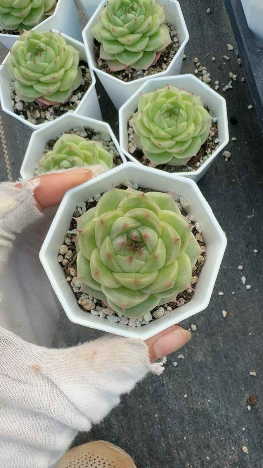 50株×ヨウガマイカン 多肉植物 エケベリア セダム アエオニウム グラプトペタルム 韓国苗 寄せ植え XQ 219