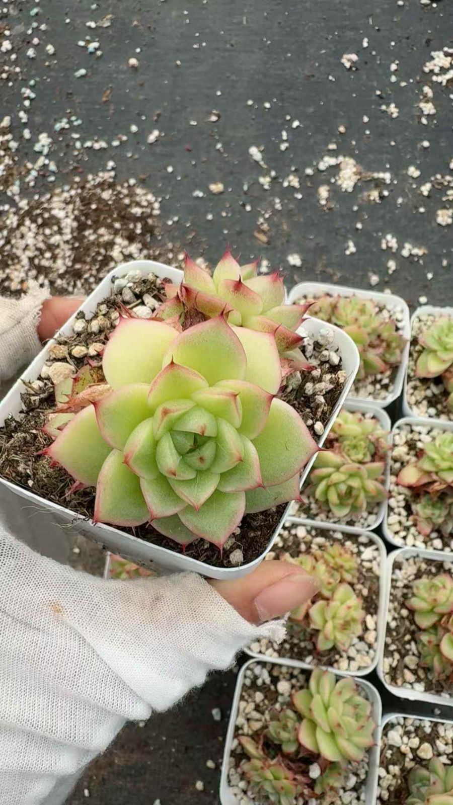 50株×マツダネ 多肉植物 エケベリア セダム アエオニウム グラプトペタルム 韓国苗 寄せ植え XQ 227