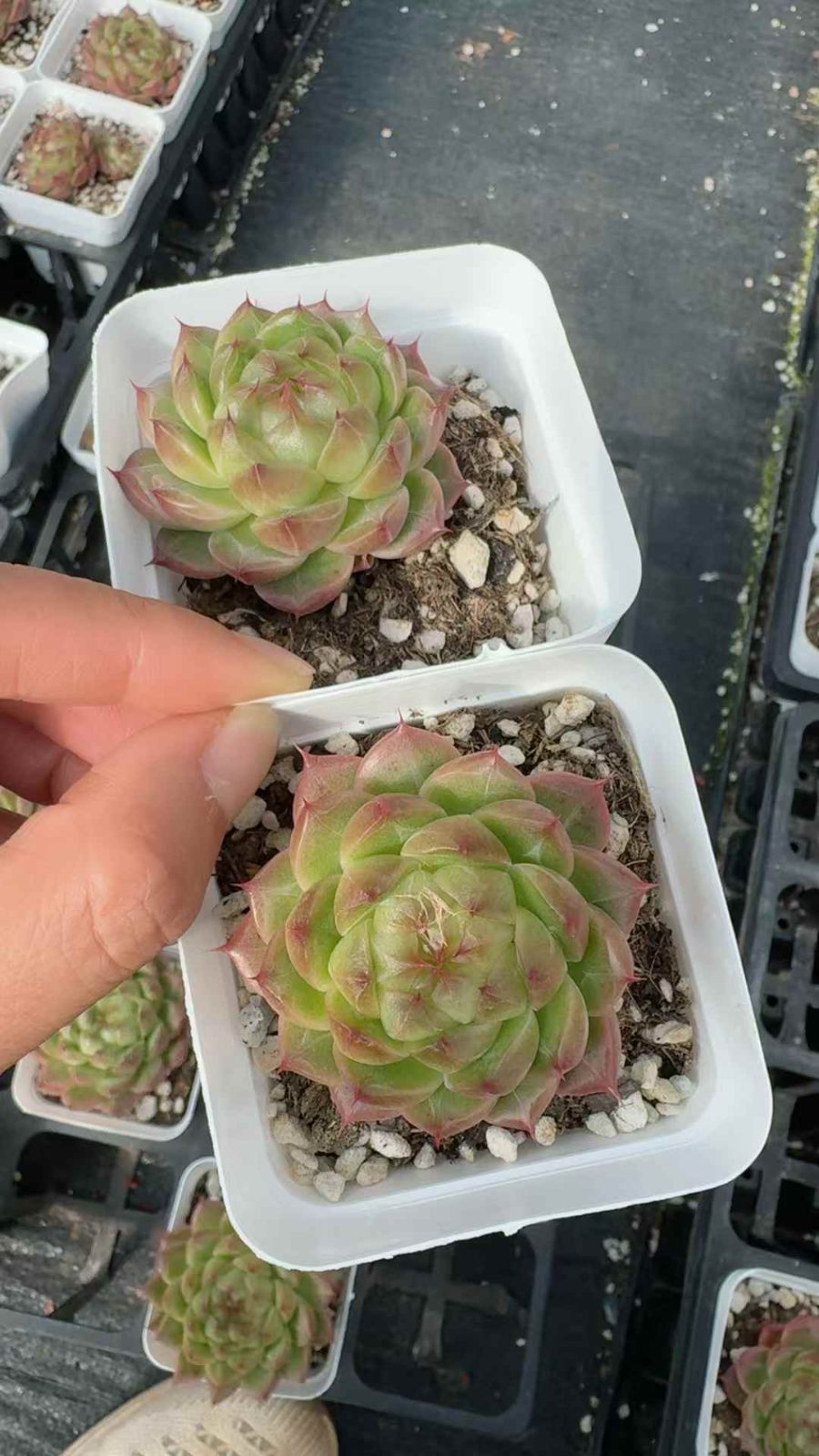 50株×ツキシタレンビ 多肉植物 エケベリア セダム アエオニウム グラプトペタルム 韓国苗 寄せ植え XQ 279