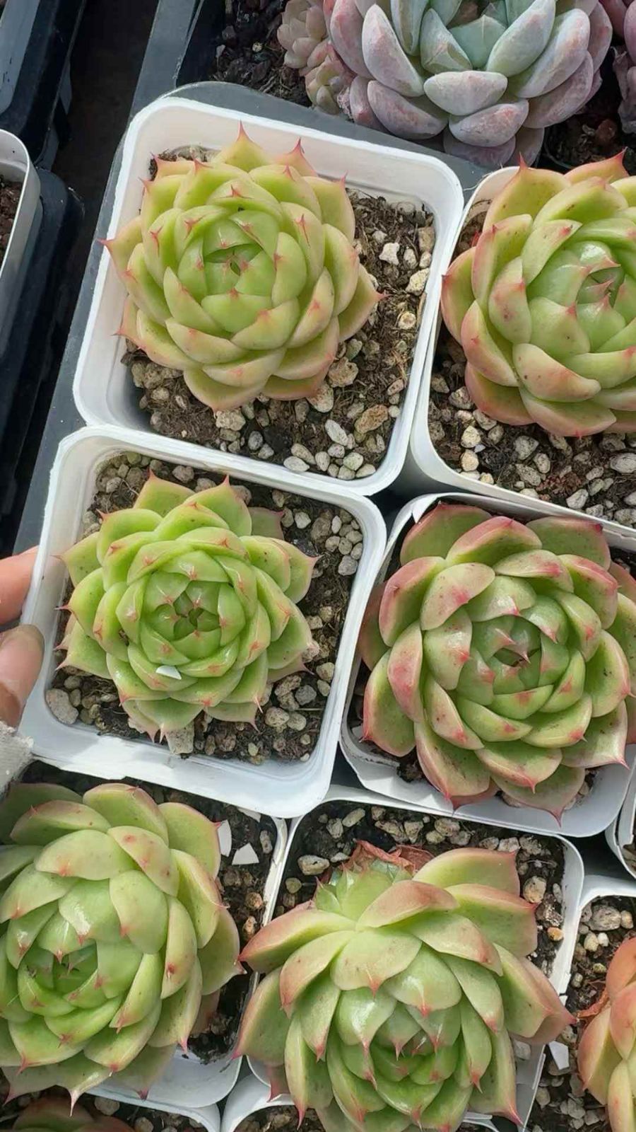 50株×マイカンオウタイ 多肉植物 エケベリア セダム アエオニウム グラプトペタルム 韓国苗 寄せ植え XQ 230