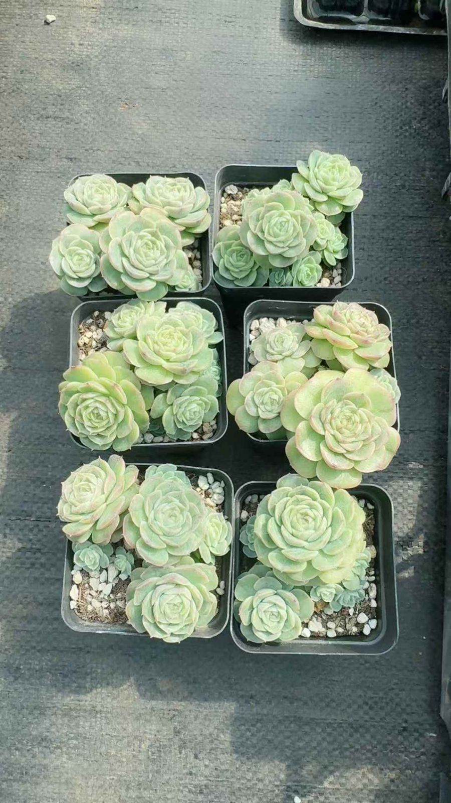 24株×パンドラケイ 多肉植物 エケベリア セダム アエオニウム グラプトペタルム 韓国苗 寄せ植え XQ 237