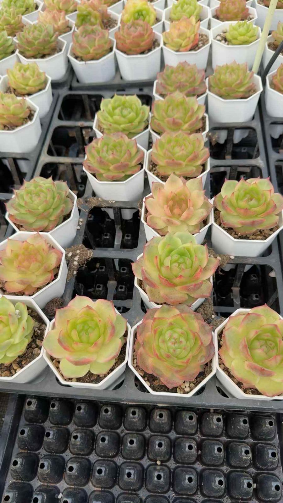 50株 ナナショクショウウン 多肉植物 エケベリア セダム アエオニウム グラプトペタルム 韓国苗 寄せ植え XQ 238