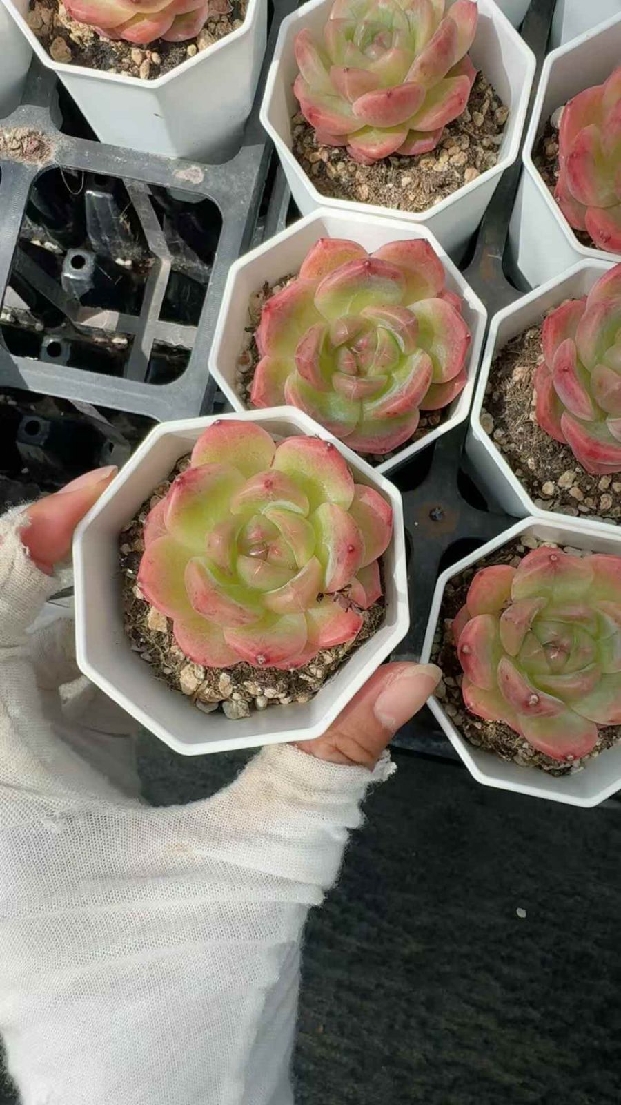 50株 センコク 多肉植物 エケベリア セダム アエオニウム グラプトペタルム 韓国苗 寄せ植え XQ 240