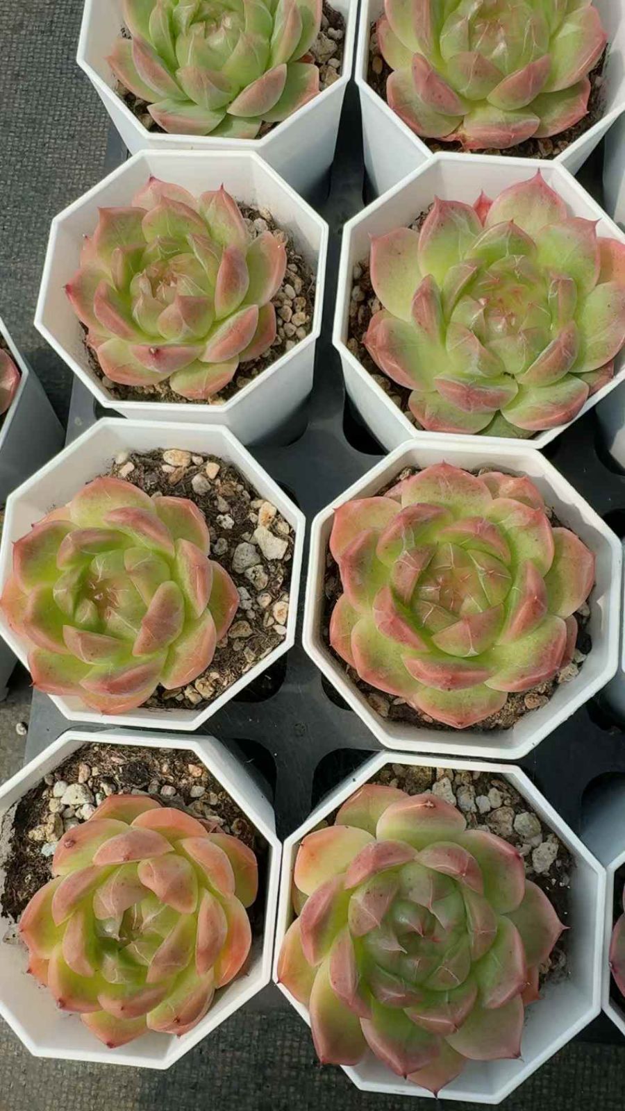 50株×ヒョウイ 多肉植物 エケベリア セダム アエオニウム グラプトペタルム 韓国苗 寄せ植え XQ 241