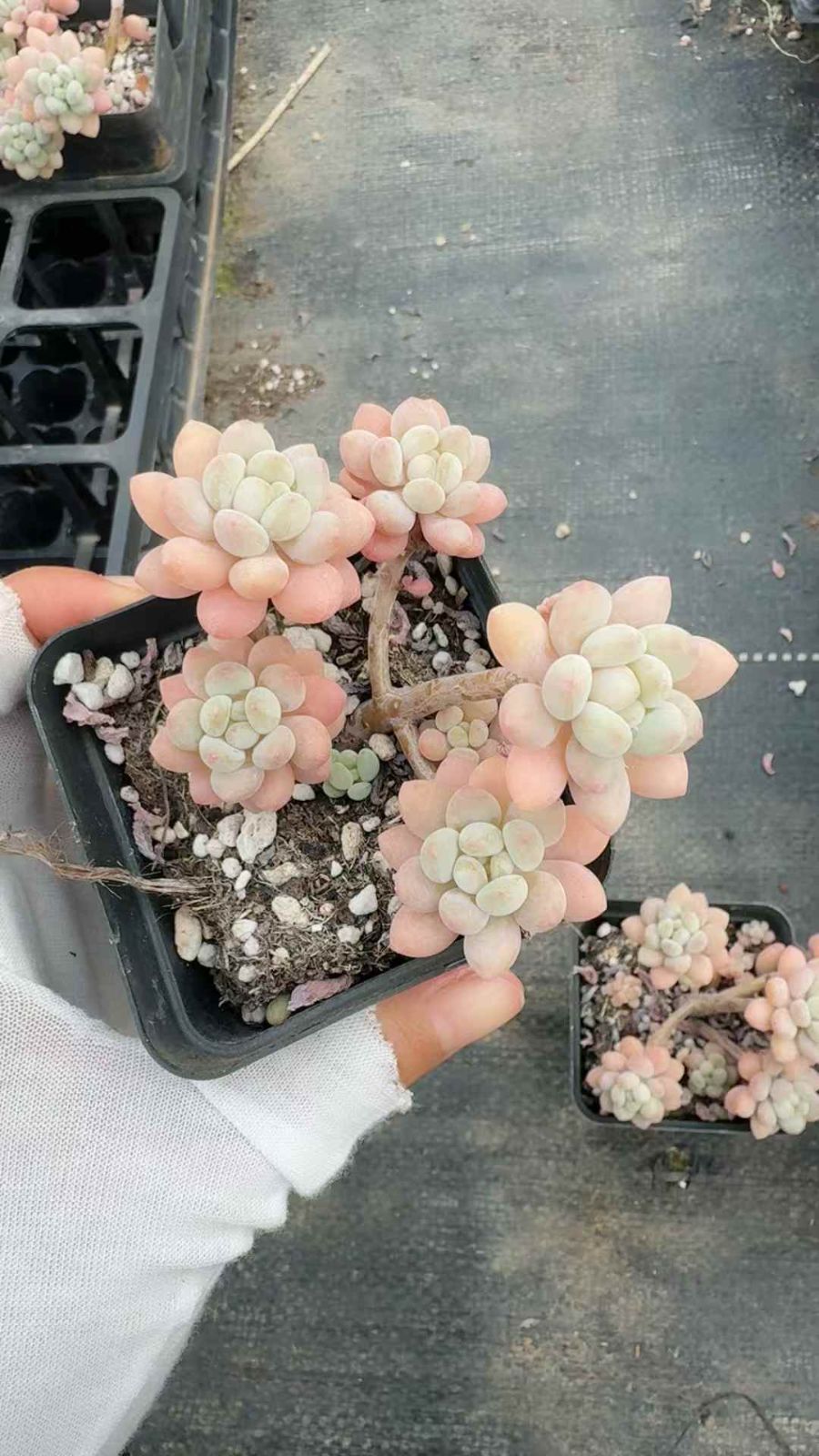 50株 ダフネ 多肉植物 エケベリア セダム アエオニウム グラプトペタルム 韓国苗 寄せ植え XQ 247