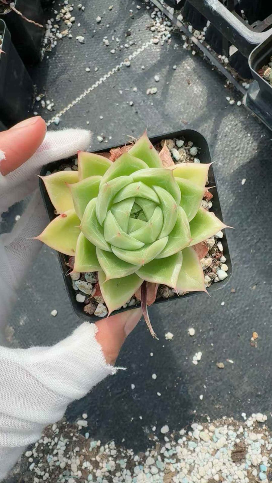 50株 ヒョウギョウザ 多肉植物 エケベリア セダム アエオニウム グラプトペタルム 韓国苗 寄せ植え XQ 249