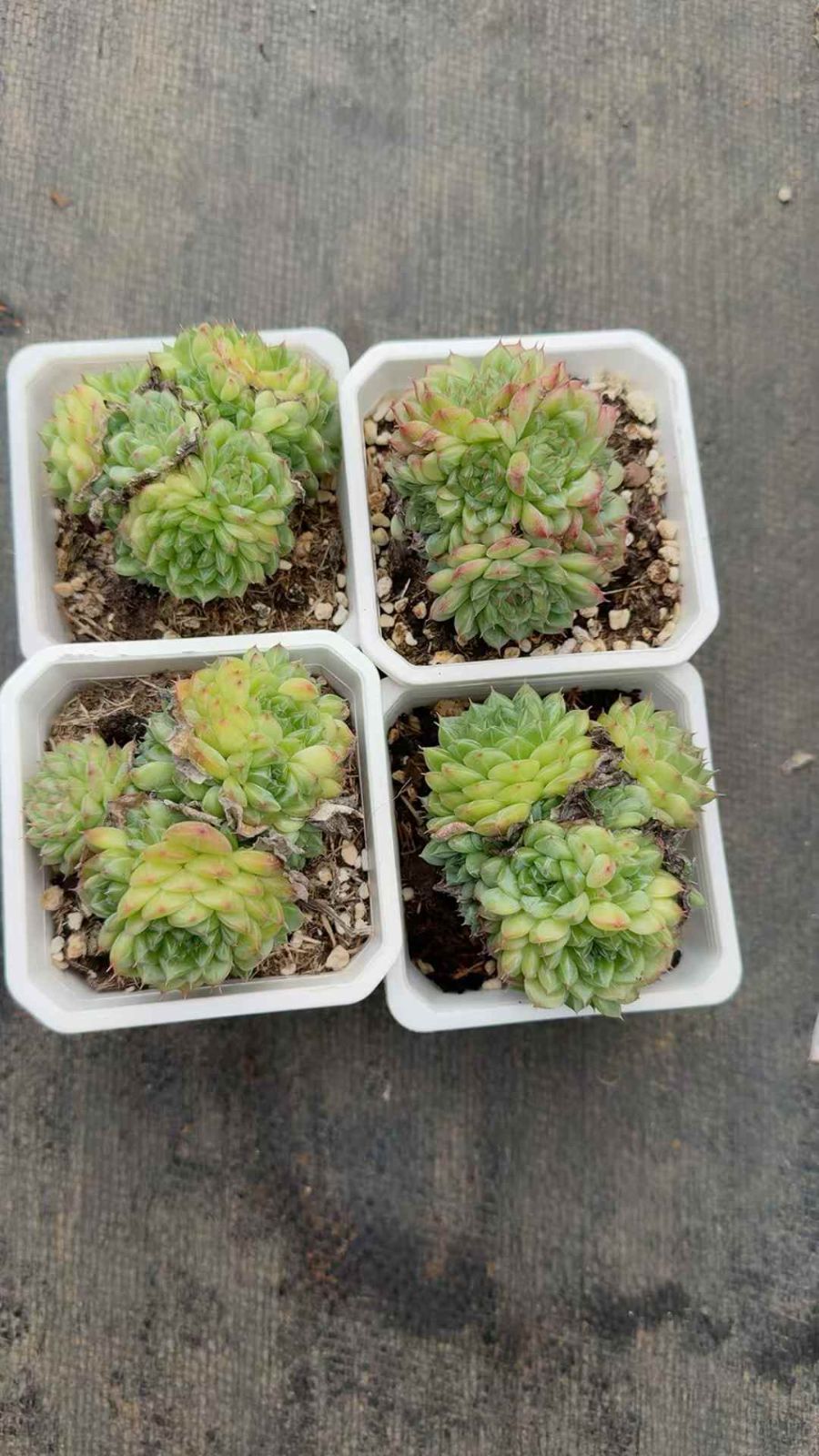 18株×ギョクキリン 多肉植物 エケベリア セダム アエオニウム グラプトペタルム 韓国苗 寄せ植え XQ245