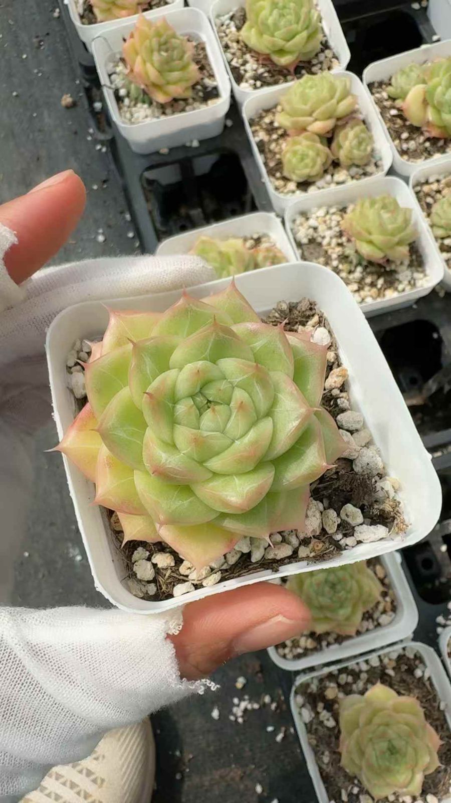 50株 ツキエイ 多肉植物 エケベリア セダム アエオニウム グラプトペタルム 韓国苗 寄せ植え XQ 252