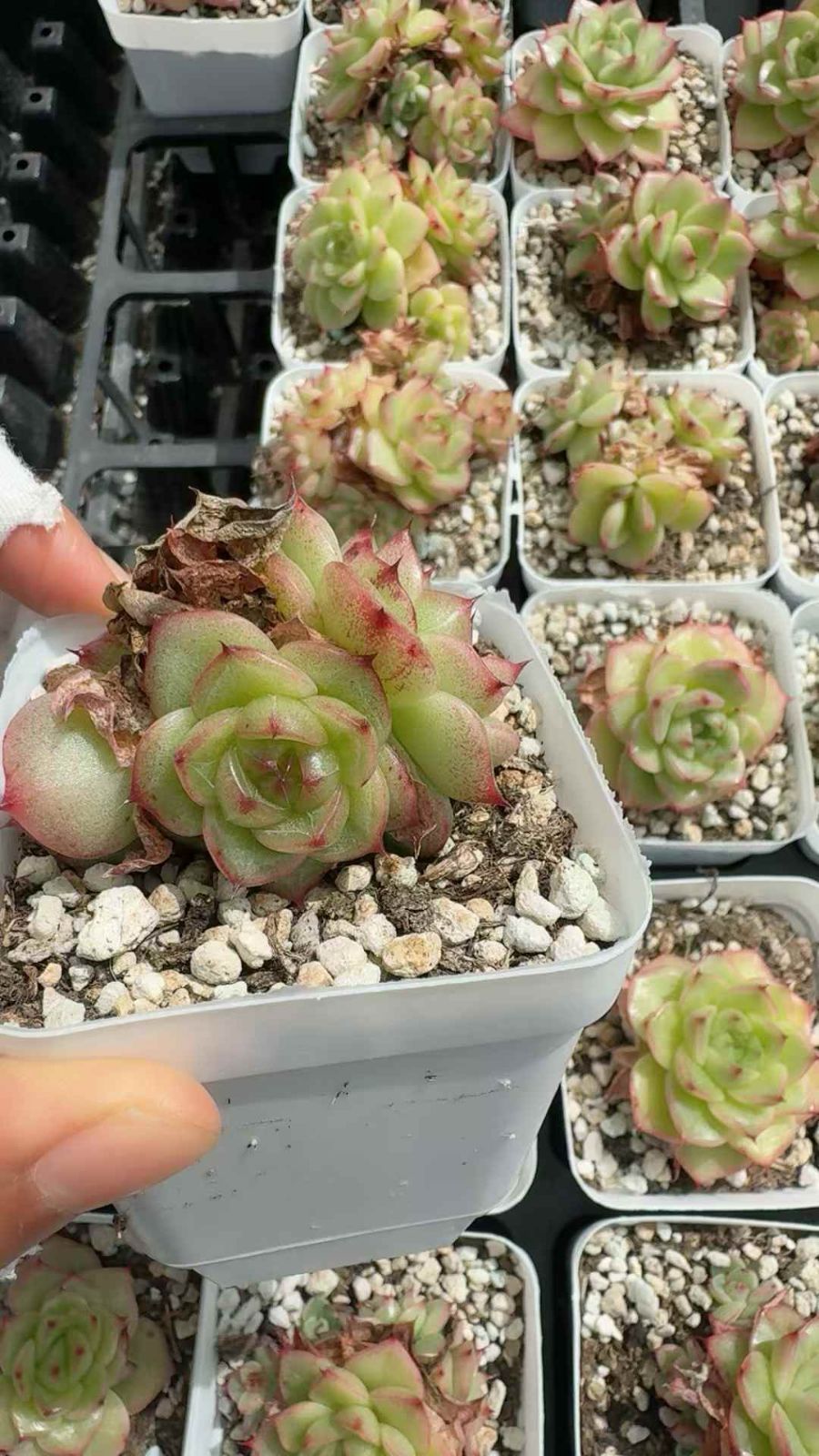 50株 シュンホウ 多肉植物 エケベリア セダム アエオニウム グラプトペタルム 韓国苗 寄せ植え XQ 251