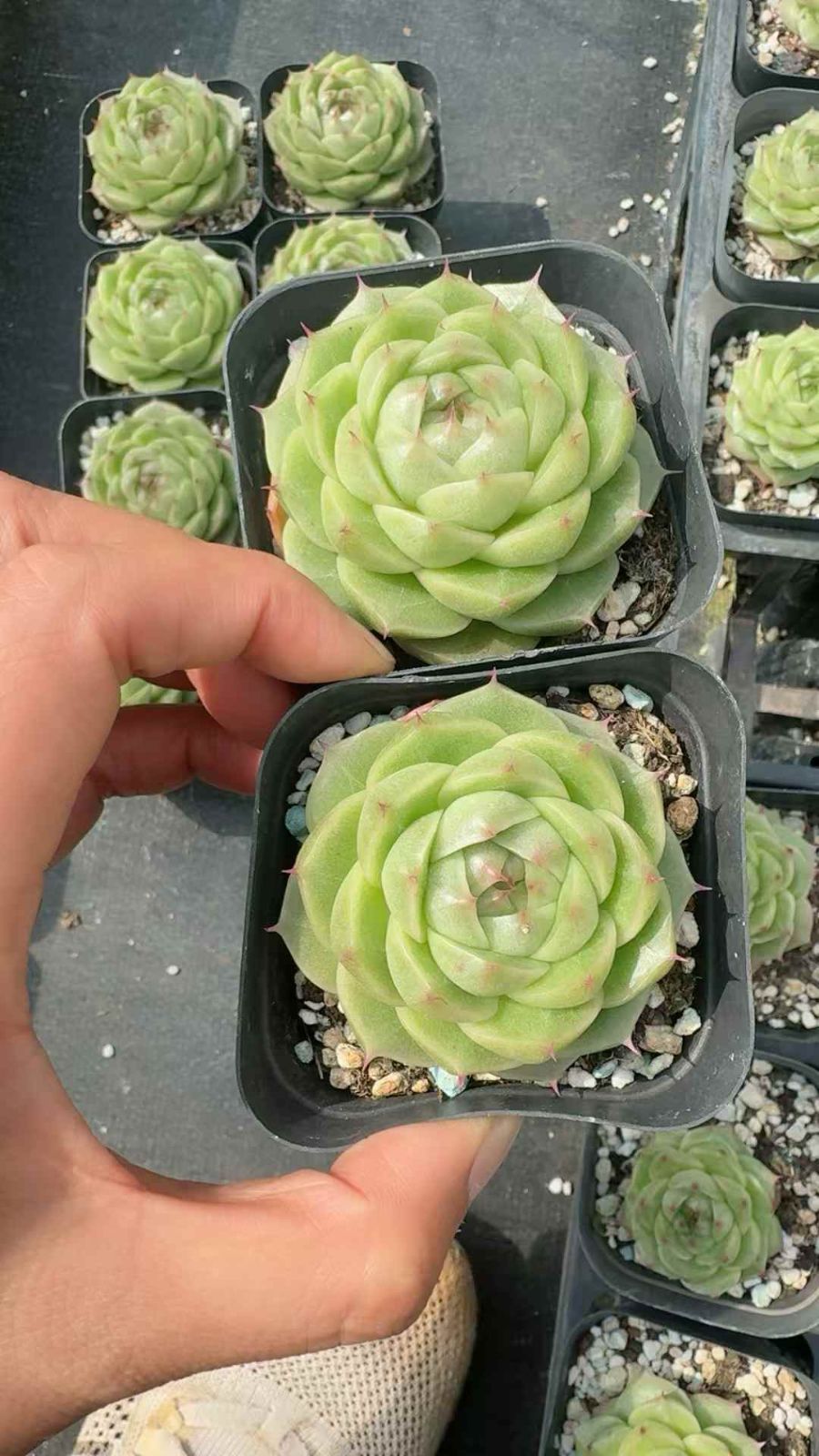 50株 ユウトウマイカン 多肉植物 エケベリア セダム アエオニウム グラプトペタルム 韓国苗 寄せ植え XQ 258