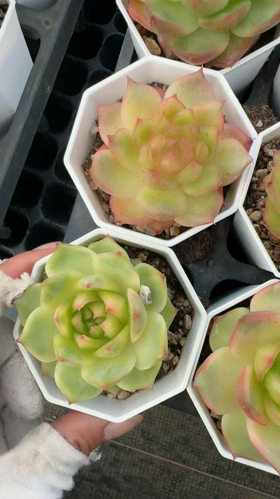 グラプトペタルム